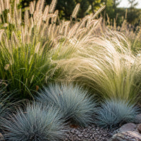 3 graminées pour sol sec  - Pennisetum alopecuroides,Stipa tenuissima ,Festuca glauca - Bakker