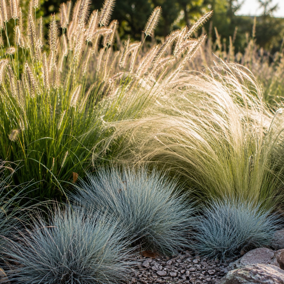 3 graminées pour sol sec  - Pennisetum alopecuroides,Stipa tenuissima ,Festuca glauca - Bakker