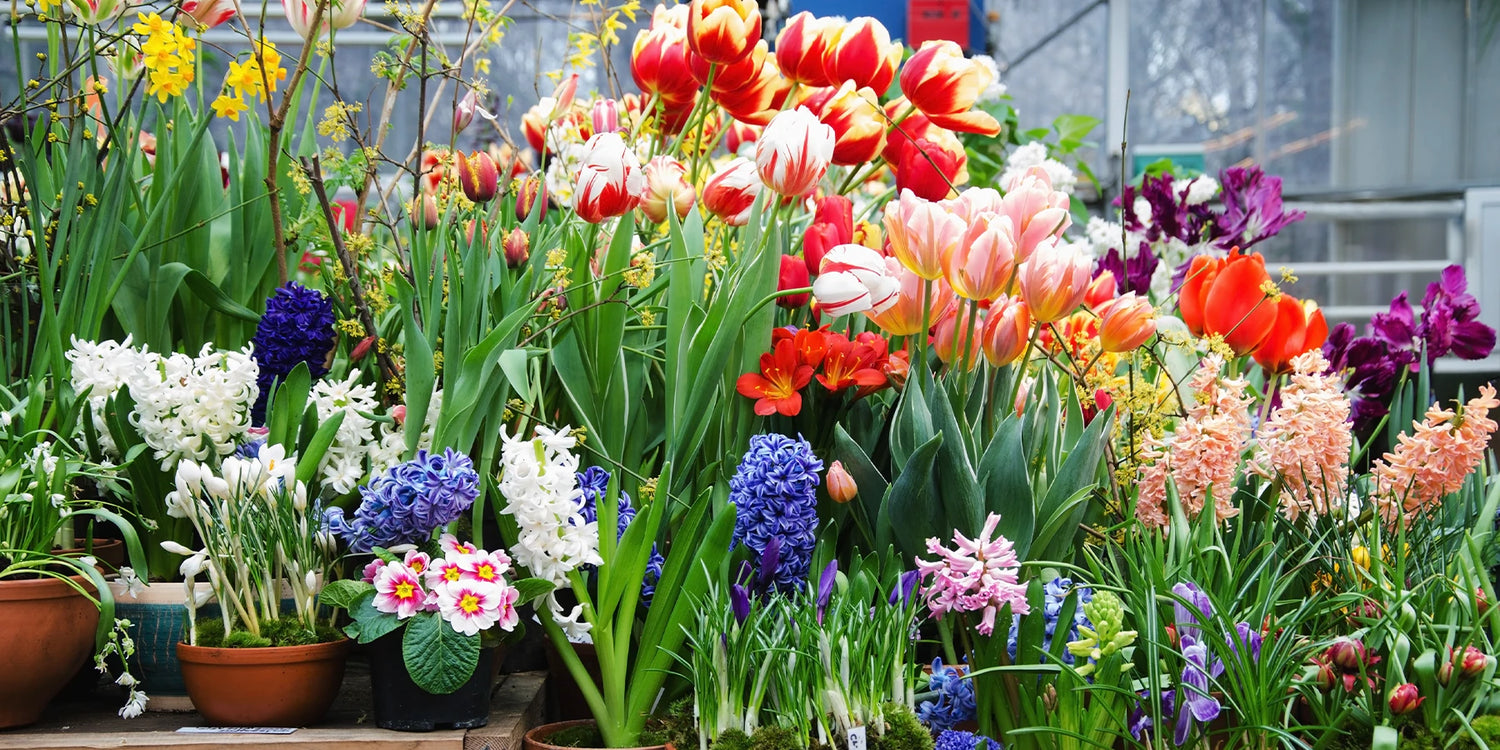 Black Week : bulbes jusqu’à -50%