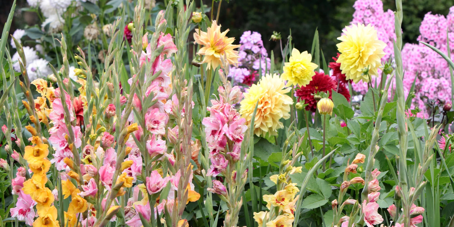 Green Days Bulbes jusqu'à -50%