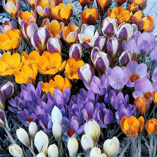 50 Crocus botaniques en mélange - Bakker
