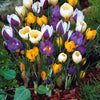 Bakker - 50 Crocus botaniques en mélange - Crocus chrysanthus - Crocus