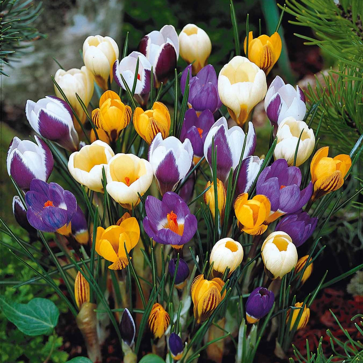 50 Crocus botaniques en mélange - Bakker