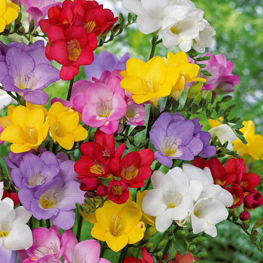 25 Freesias à fleurs simples en mélange - Bakker