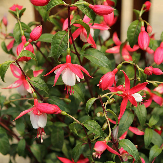 Fuchsia Lady Thumb - Bakker