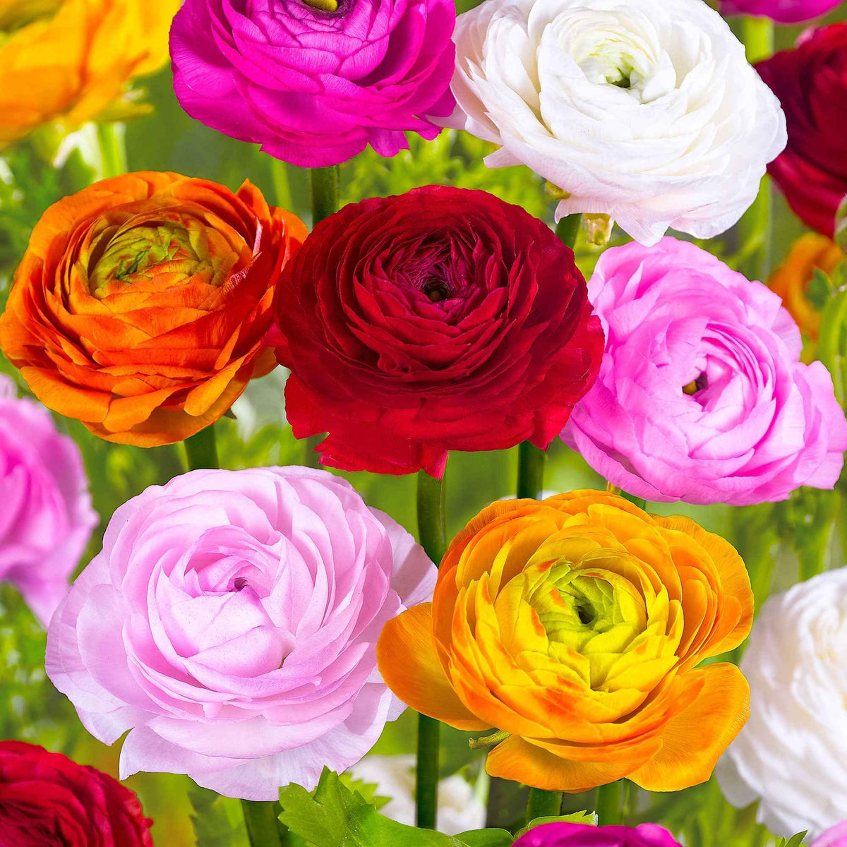 Ranunculus asiaticus - Renoncule en mélange - Bulbes de Renoncule