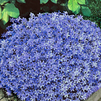 Campanule des Carpates bleue - Caractéristiques des plantes