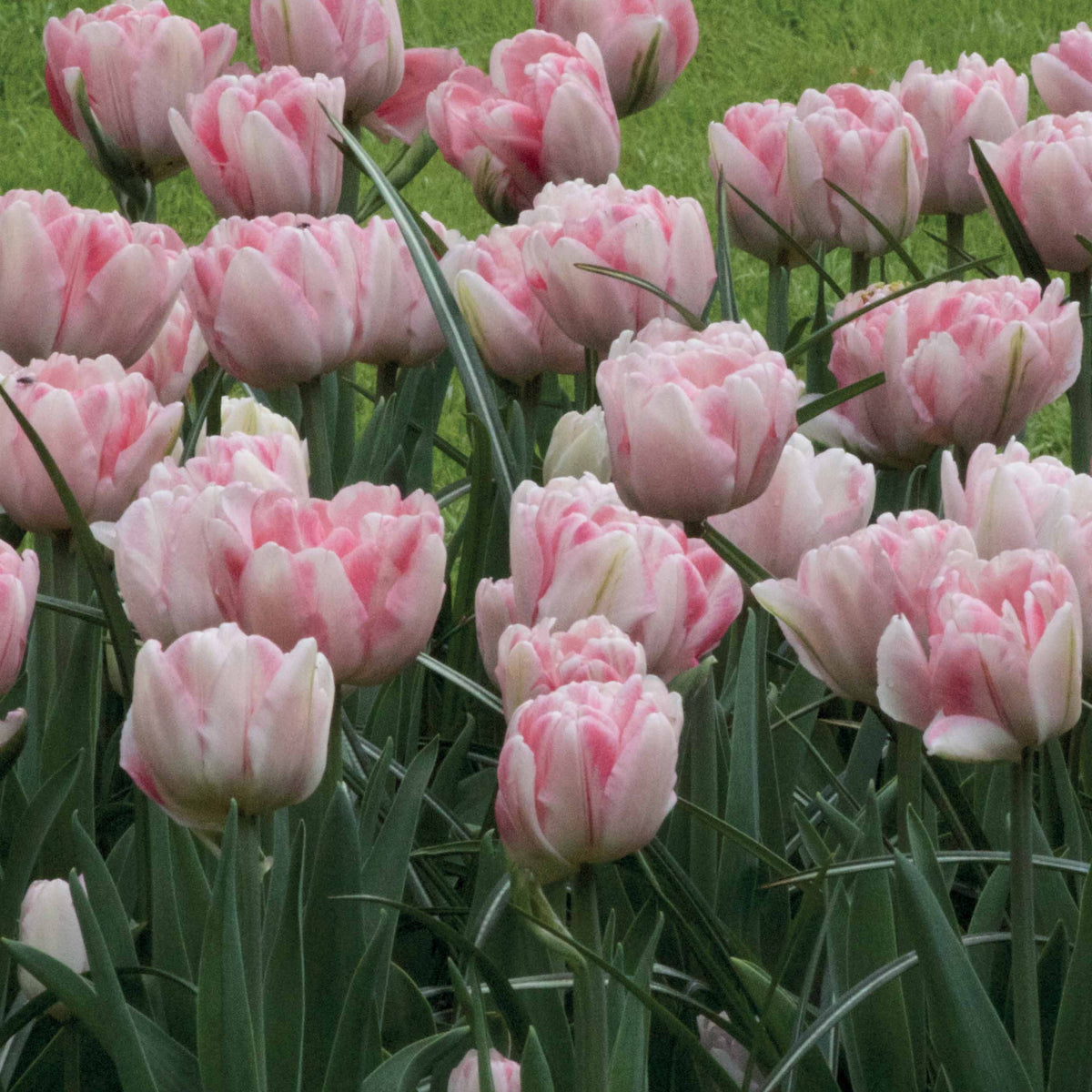 10 Tulipes à fleur de pivoine Foxtrot - Tulipa foxtrot - Bakker