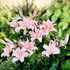 5x Doubles fleurs Lys Lilium 'Elodie' rose - Bulbes d'été