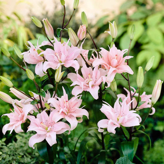 5x Doubles fleurs Lys Lilium 'Elodie' rose - Bulbes d'été