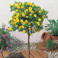 Bakker - Potentille arbustive 'Goldfinger' - Potentilla fruticosa - Plantes d'extérieur