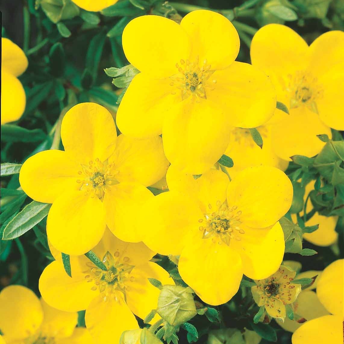 Potentilla fruticosa - Potentille arbustive 'Goldfinger' - Arbustes fleuris