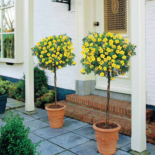 Potentille arbustive 'Goldfinger' - Bakker