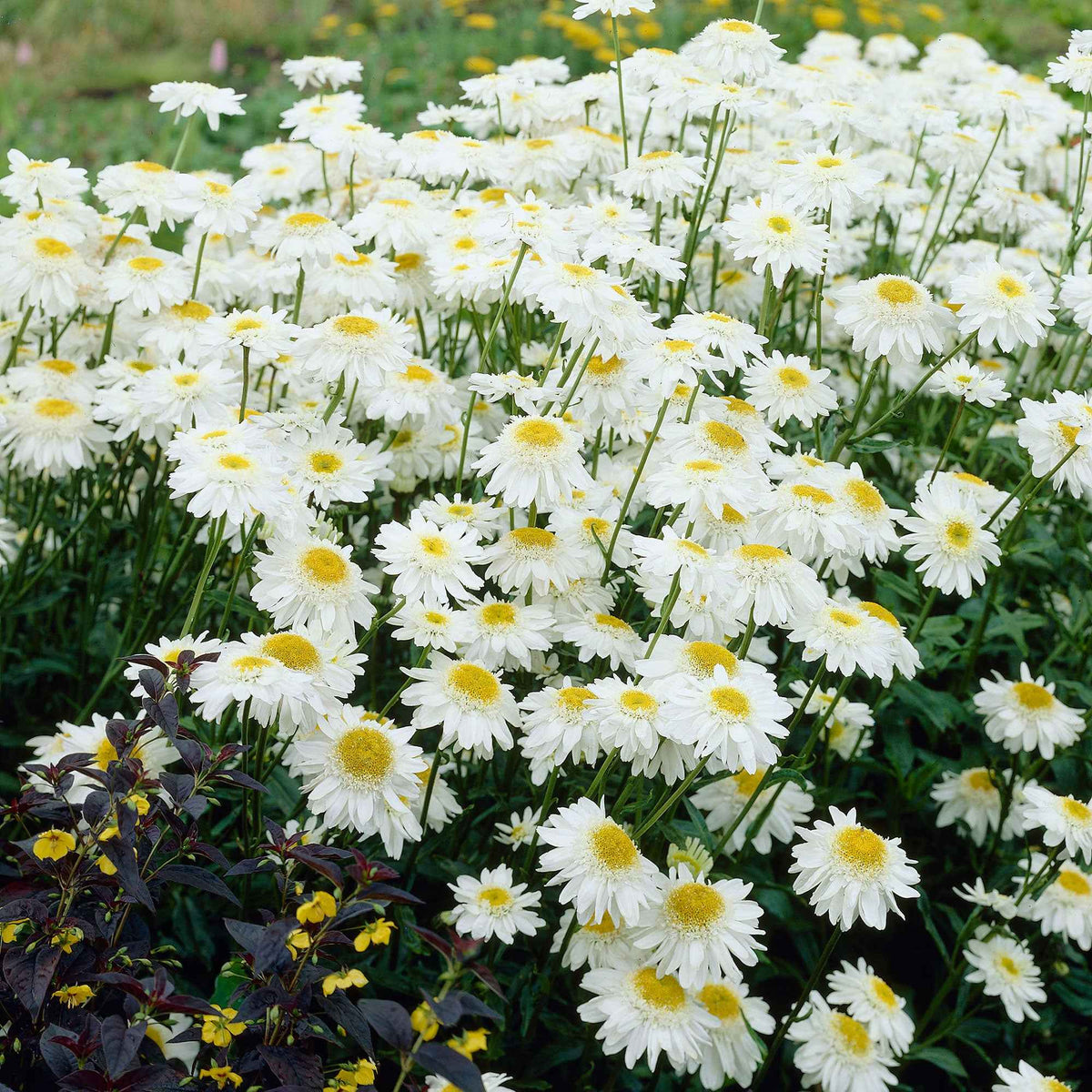 Marguerite 'Wirral Supreme' - Leucanthemum superbum Wirral Supreme - Bakker