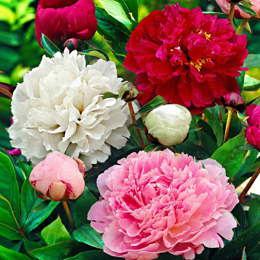 3x Pivoine Paeonia rouge-rose-blanc - Plants à racines nues - Arbustes à papillons et plantes mellifères