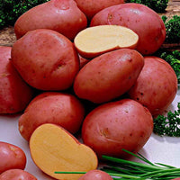 Pommes de terre Solanum 'Désirée' - Graines