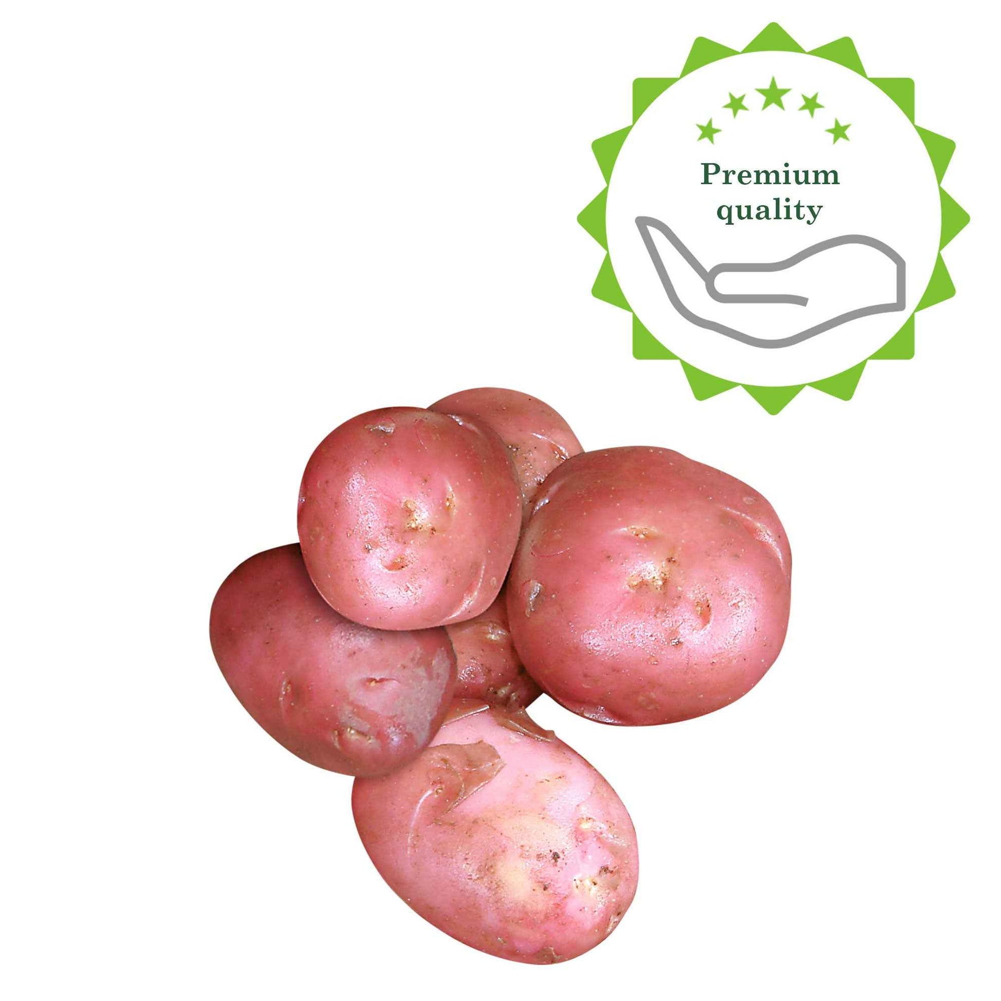 Pommes de terre Solanum Désirée - 1x emballage (50 pièces) - Graines - undefined