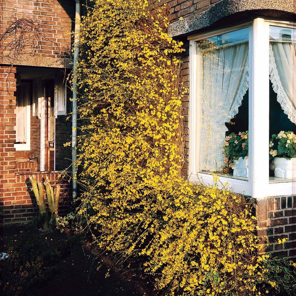 Vente Jasmin d'hiver