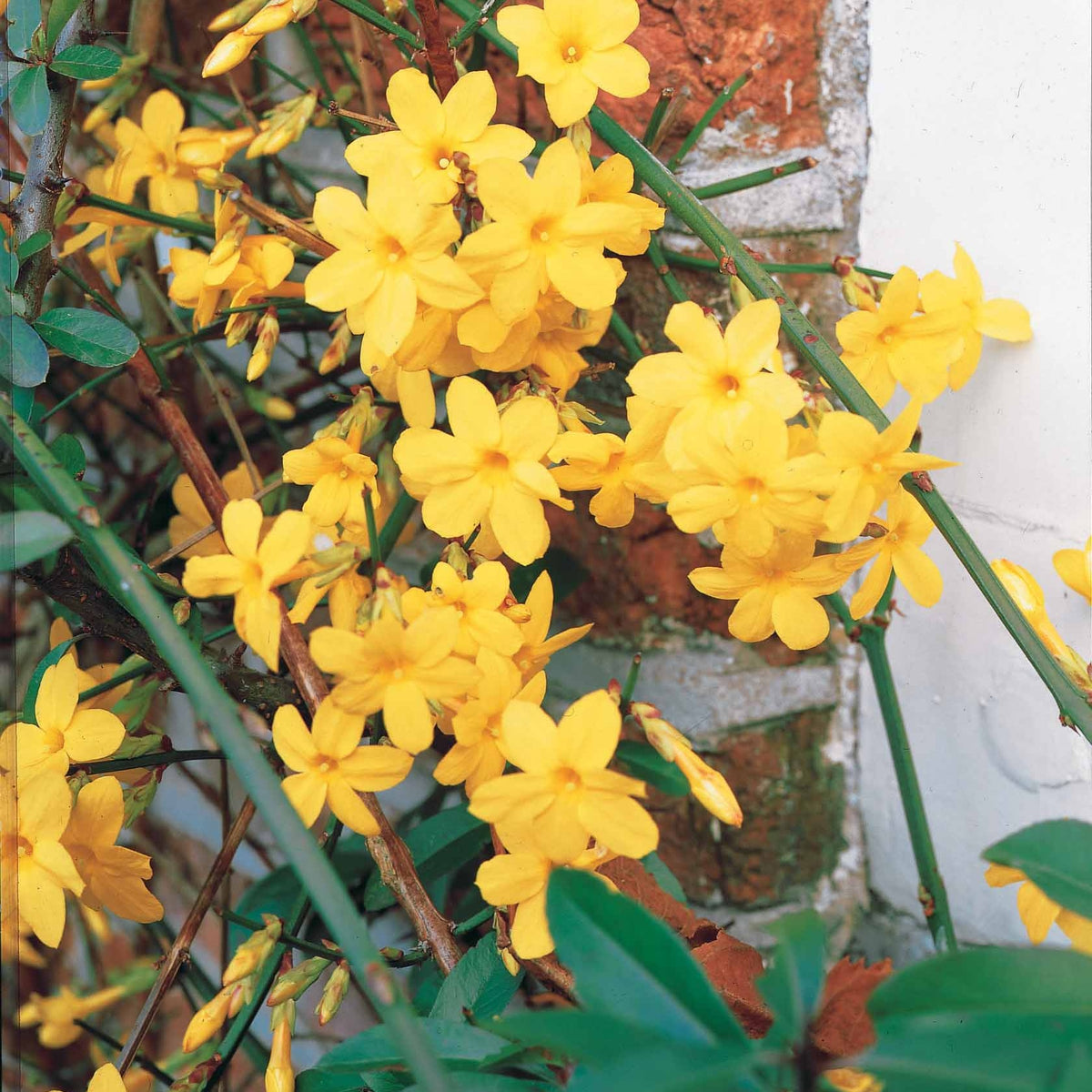 Jasmin d'hiver - Plantes grimpantes - Bakker