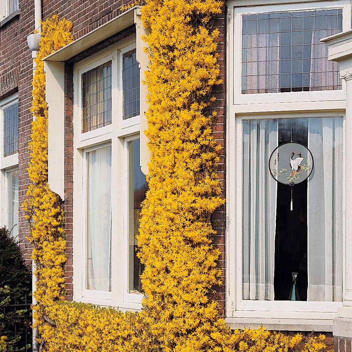 Jasmin d'hiver - Jasminum nudiflorum - Bakker