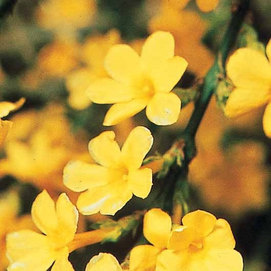 Plantes grimpantes - Jasmin d'hiver - Jasminum nudiflorum