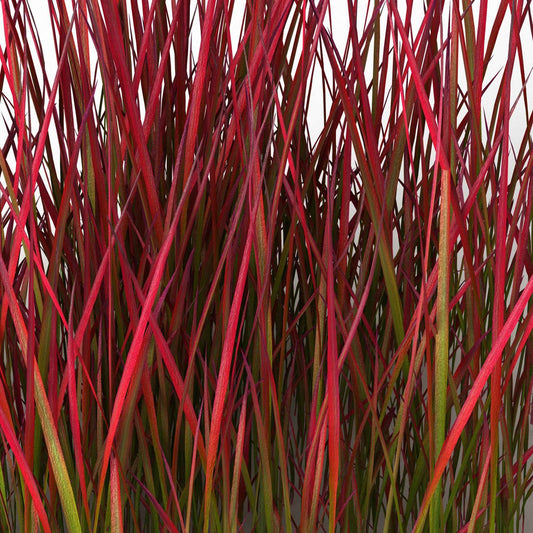 2 Imperatas Red Baron - Imperata cylindrica red baron - Bakker