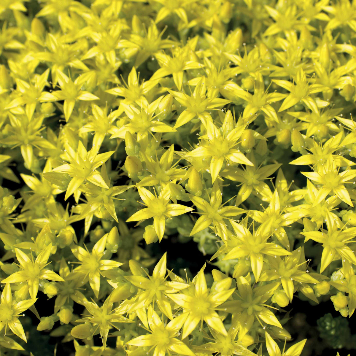 Vente 2 Sedum acre - Poivre des murailles - Sedum acre