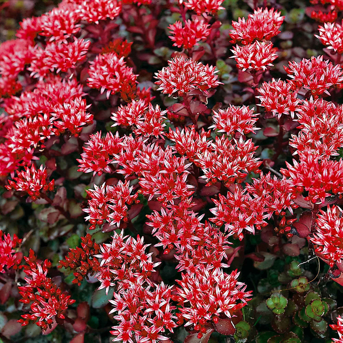 Sedum spurium Schorbuser Blut - Sedum spurium Schorbuser - Plantes couvre-sol