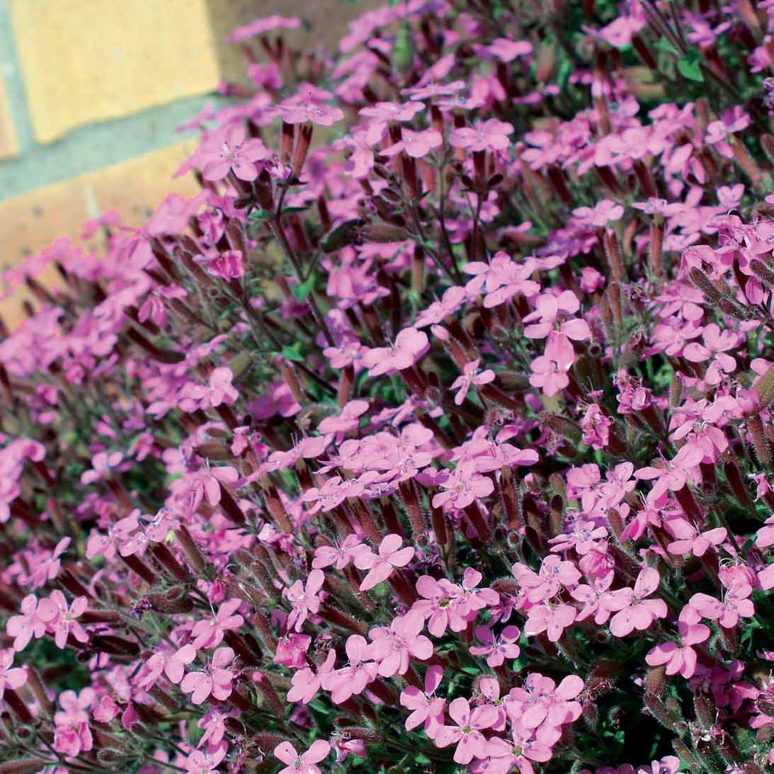 Racines nues - 5 Saponaires ocymoides - Saponaria ocymoïdes