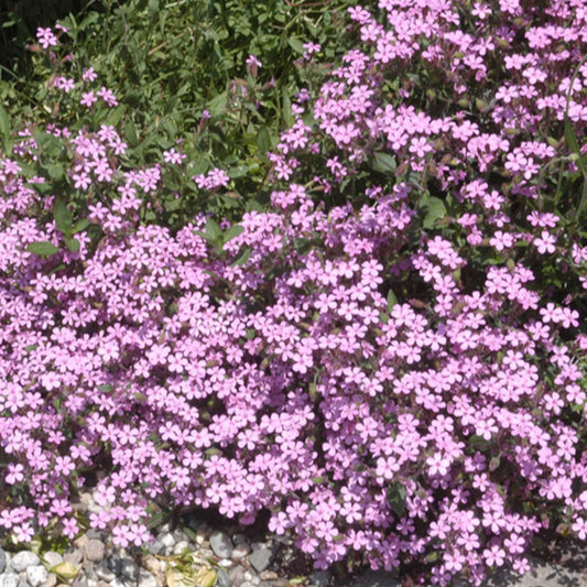 5 Saponaires ocymoides - Bakker