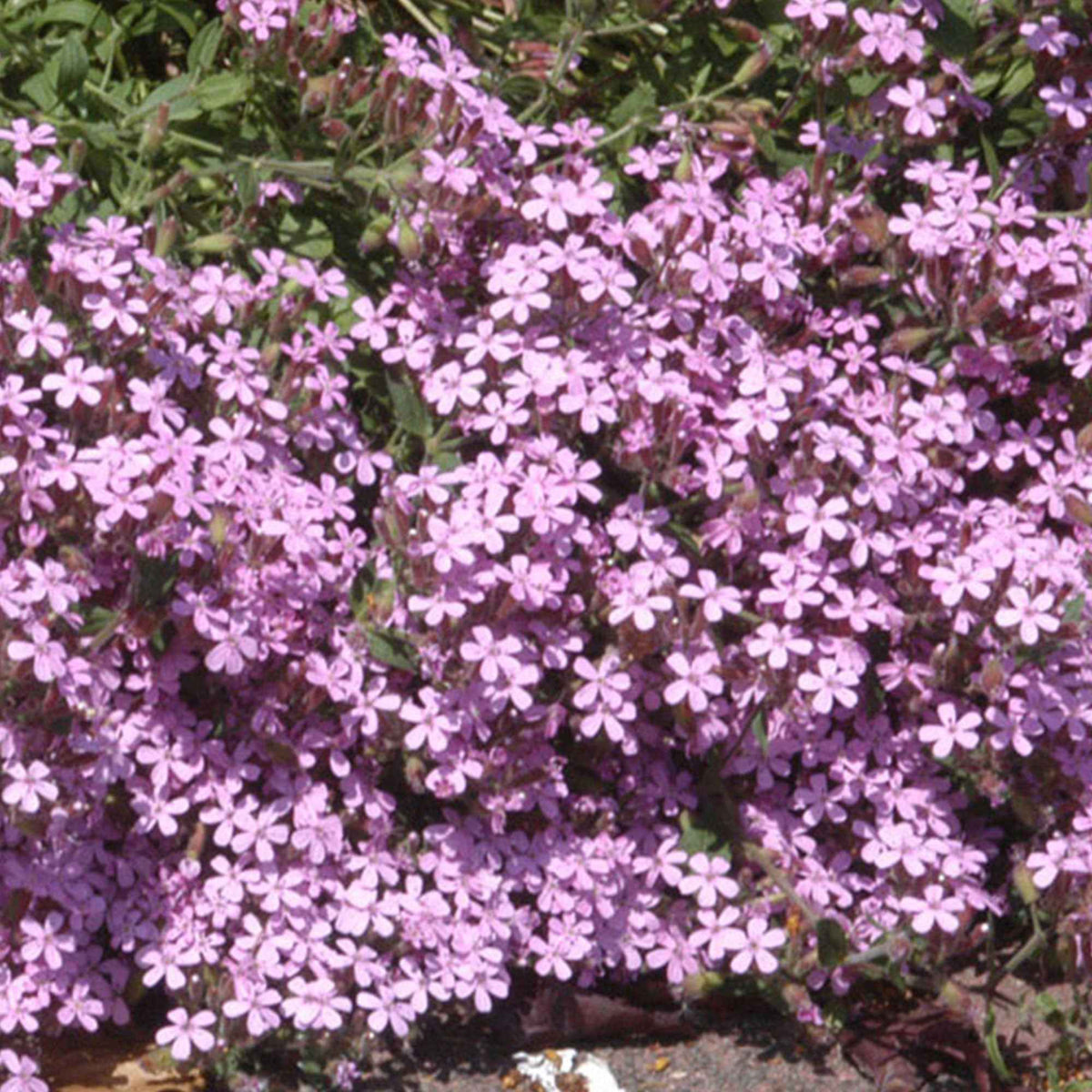 5 Saponaires ocymoides - Saponaria ocymoïdes - Bakker
