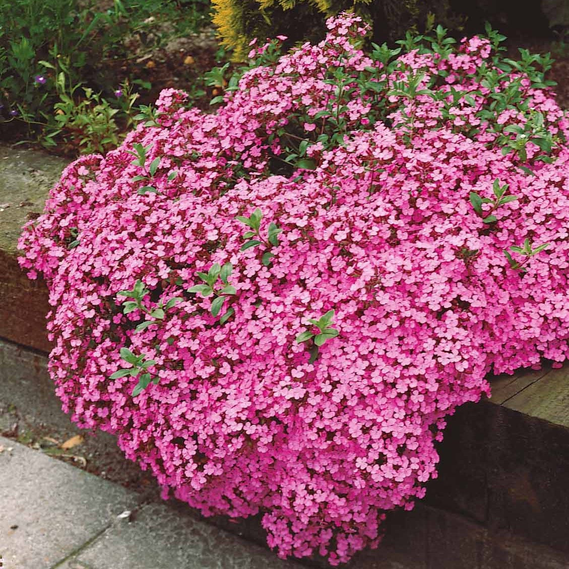 Vente 5 Saponaires ocymoides - Saponaria ocymoïdes