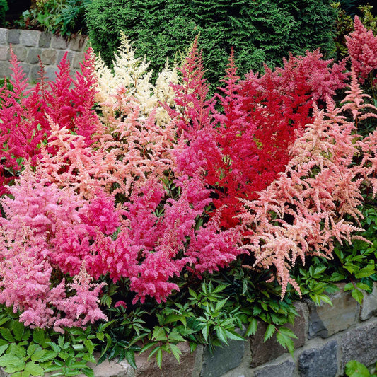 Astilbe en mélange - Arbustes à papillons et plantes mellifères