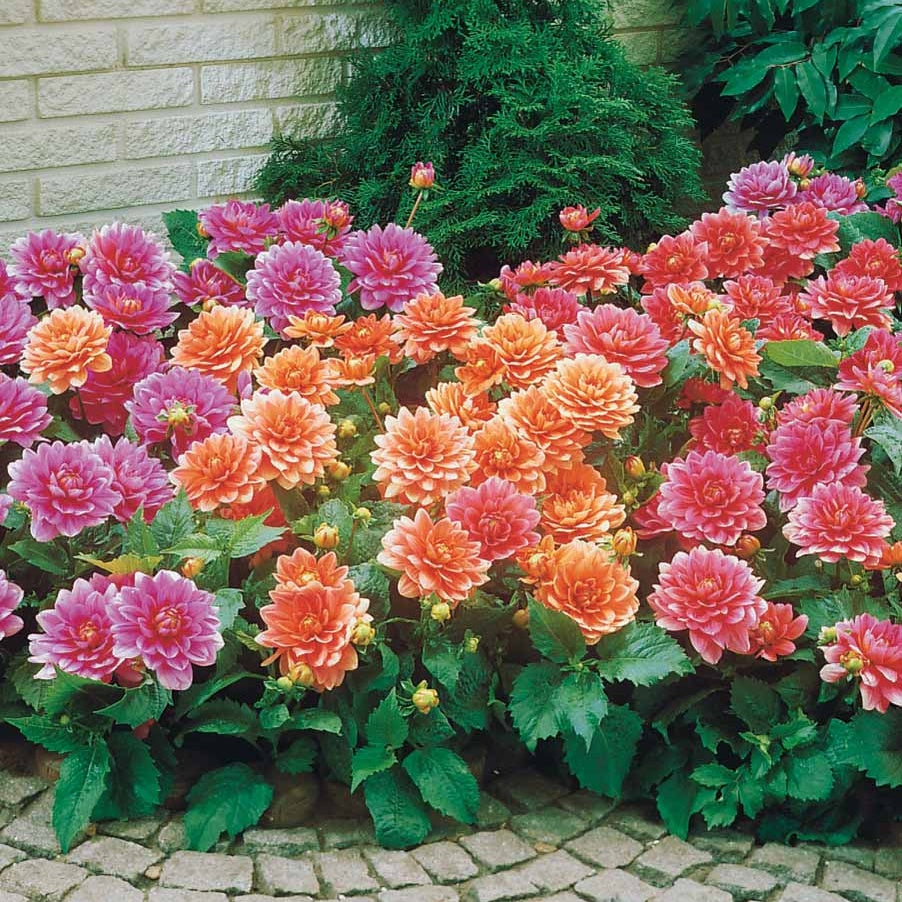 Dahlia berliner kleene, bluesette, margareth kleen - Dahlia nain décoratif en mélange - Bulbes de Dahlia