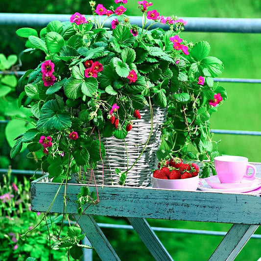 3 Fraisiers remontants à fleurs roses Toscana - Bakker