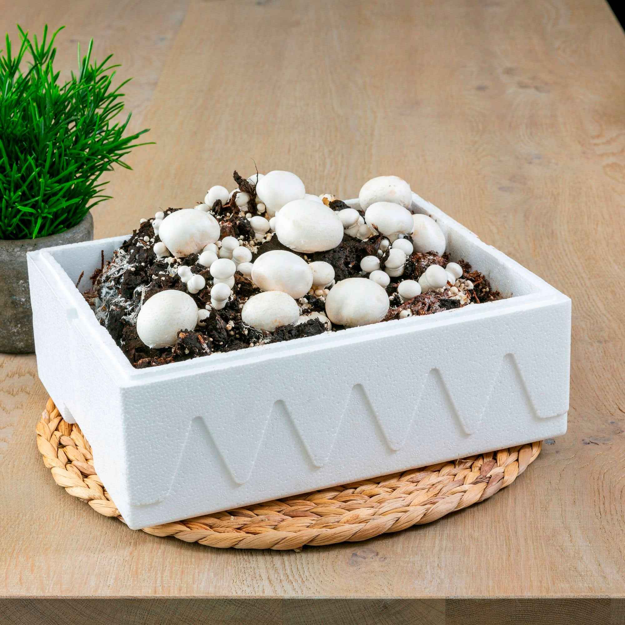 Kit champignon blanc de Paris main image 0