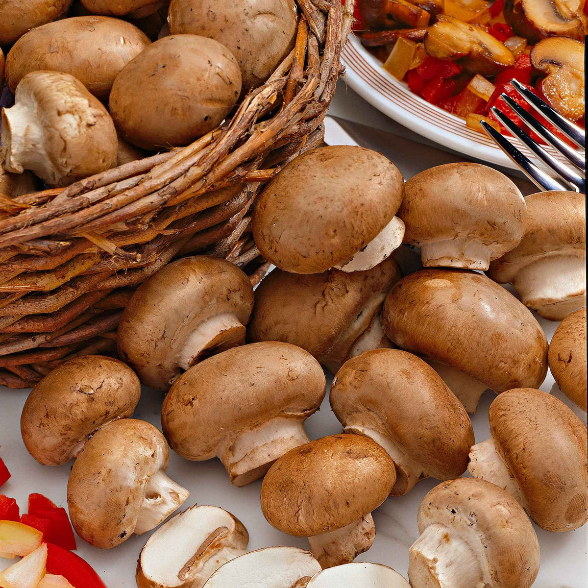 Kit de culture de champignons brun de Paris - Agaricus bisporus avellaneus - Bakker