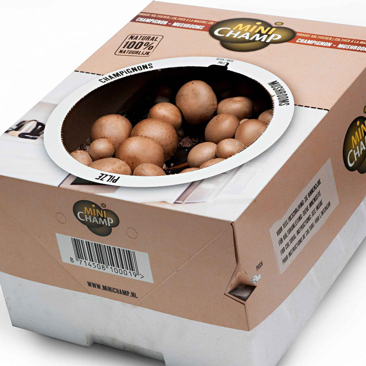 Agaricus bisporus avellaneus - Kit de culture de champignons brun de Paris - Kit champignons