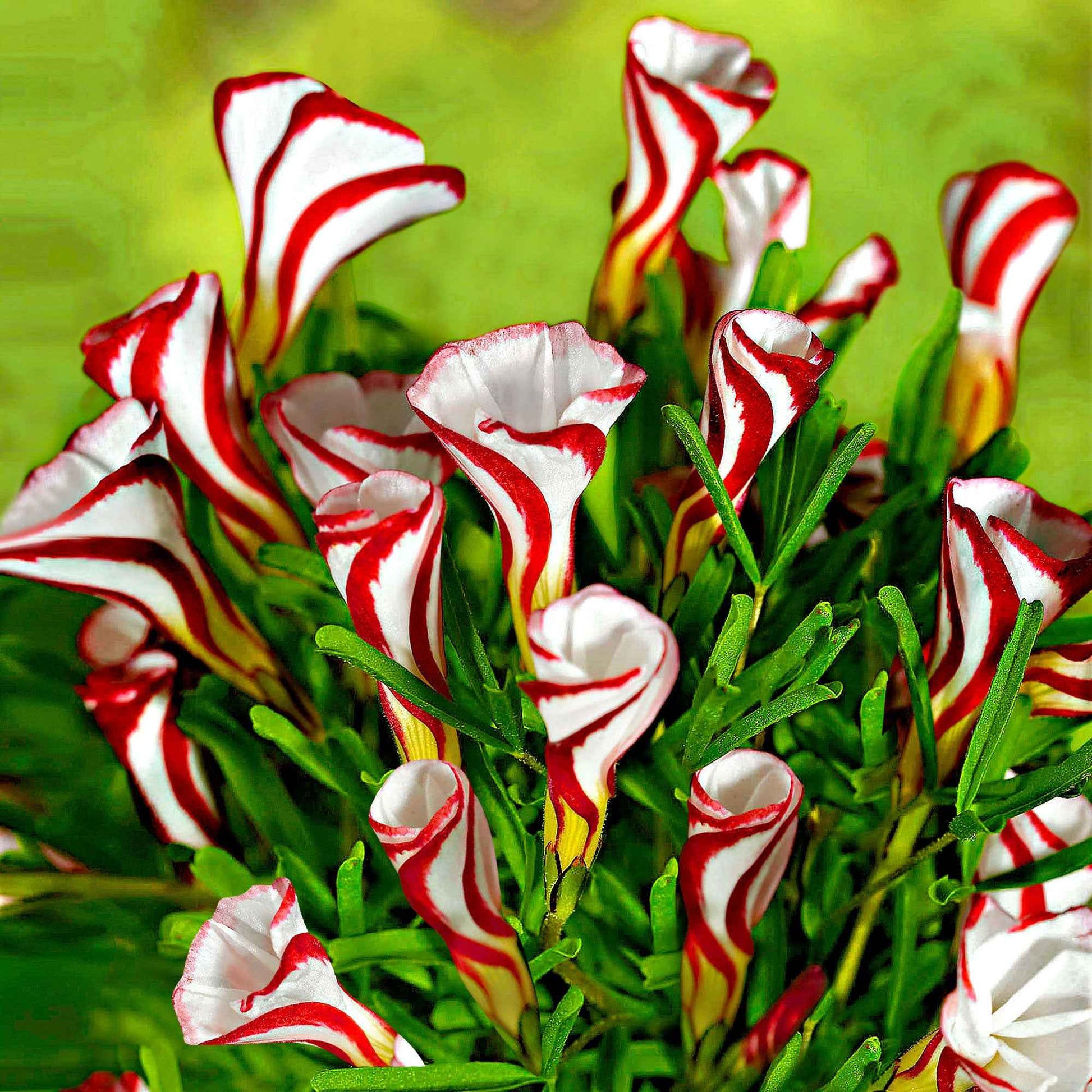 10 Oxalis striés - Bakker