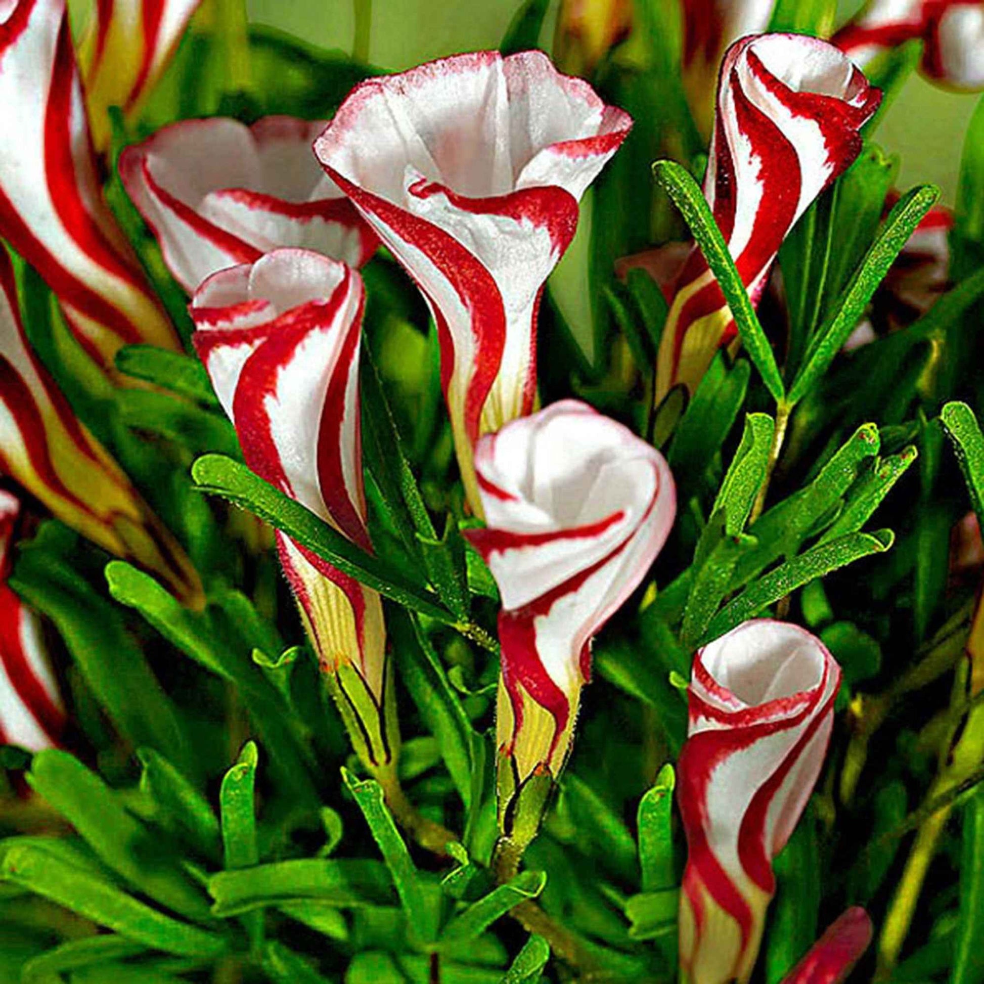 Oxalis versicolor - 10 Oxalis striés - Packs de bulbes de fleurs