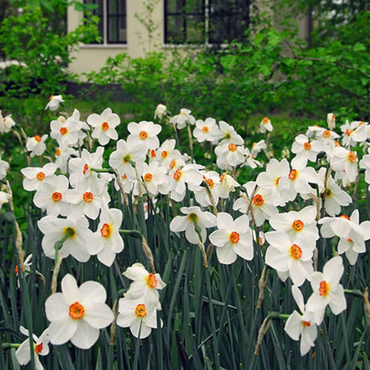 15x Narcisses  Narcissus 'Recurvus' blanc-orangé-jaune - Bulbes de fleurs populaires