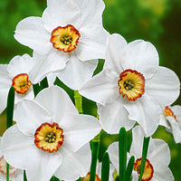 15x Narcisses  Narcissus 'Recurvus' blanc-orangé-jaune - Bulbes de printemps