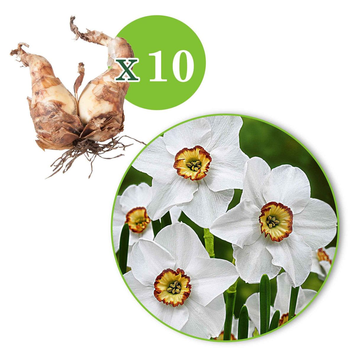 Bulbes de Narcisse - 10 Narcisses Recurvus - Narcissus poeticus Recurvus