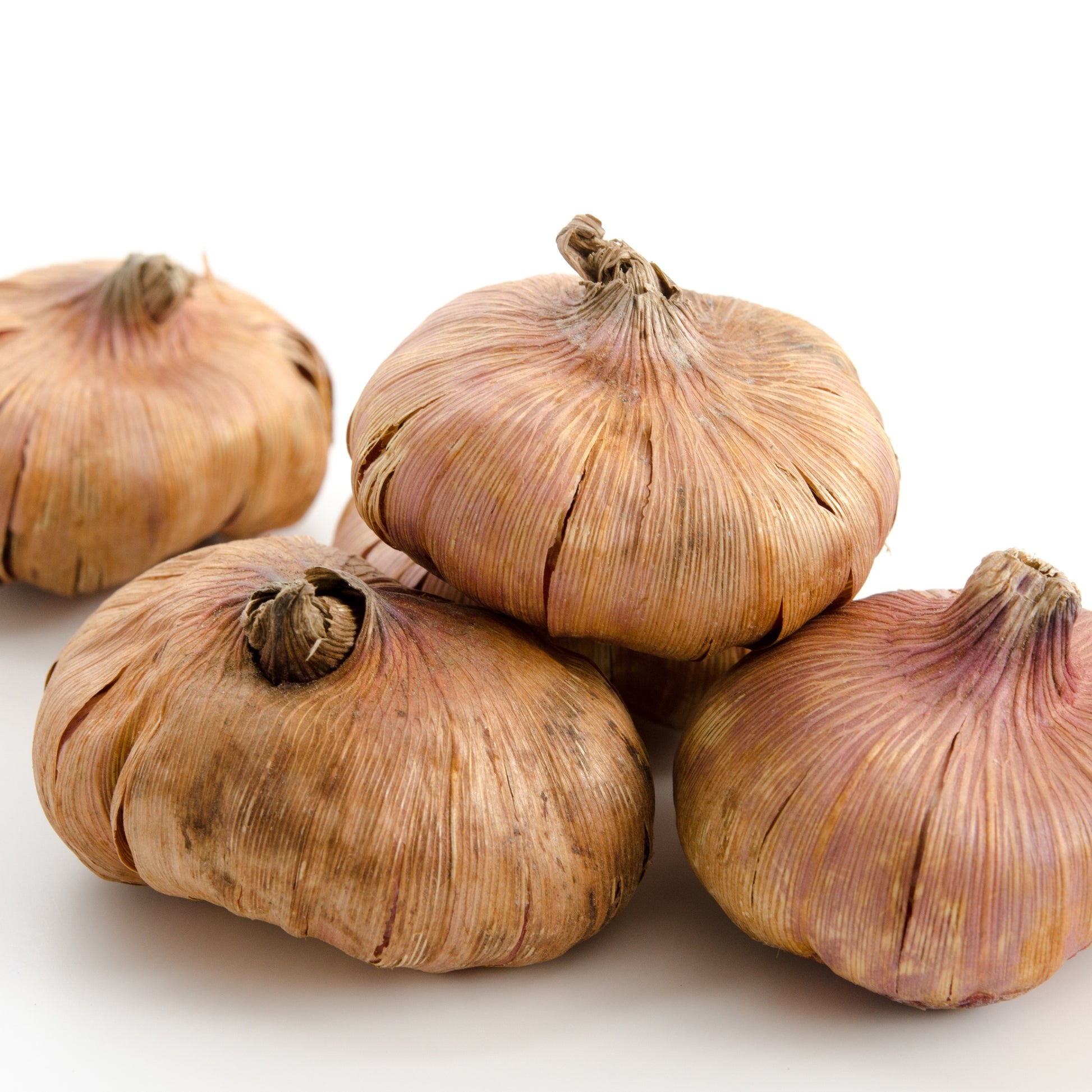 Gladiolus - 25 Glaïeuls frisés en mélange - Bulbes de Glaïeul