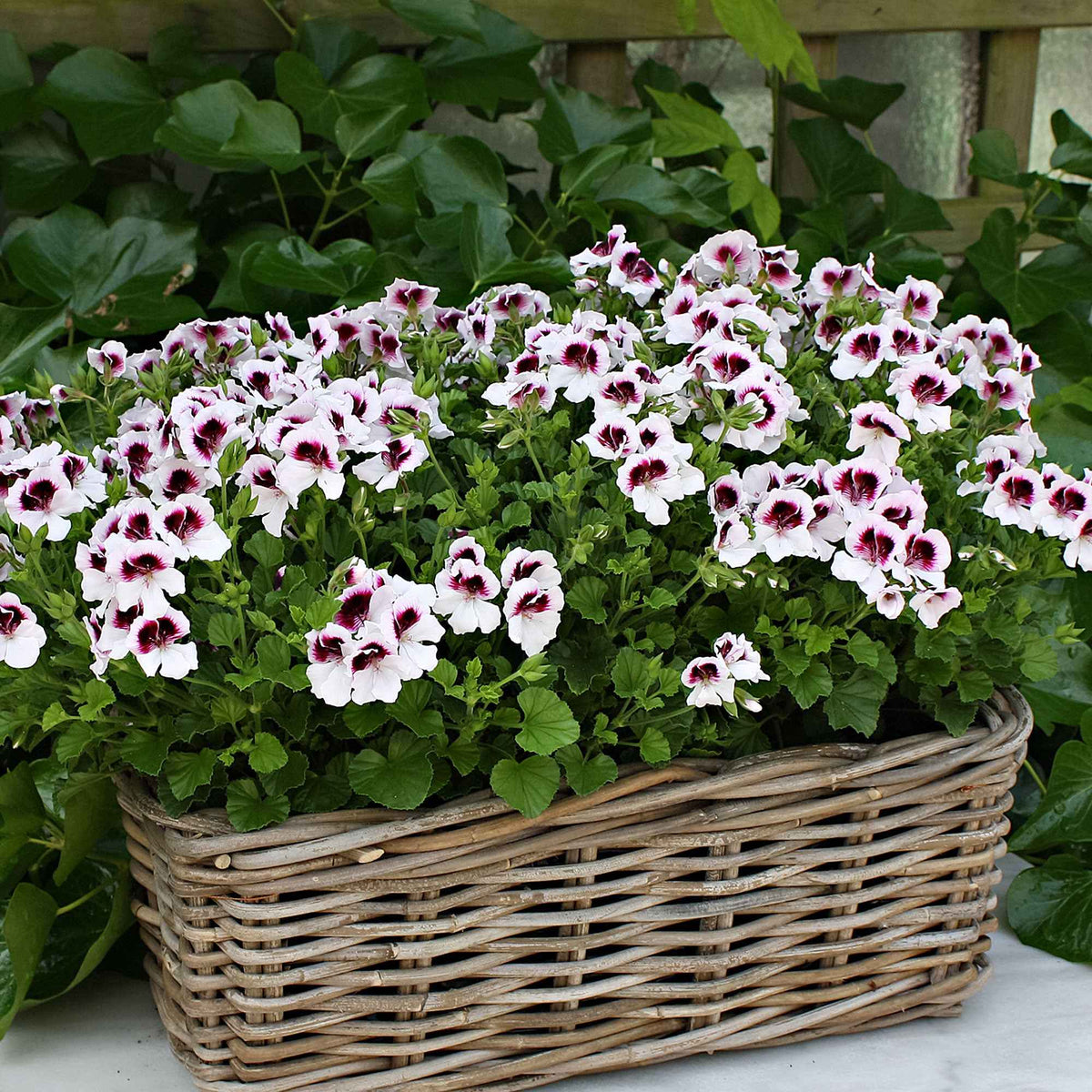 3 Pelargoniums odorants Mosquitaway Lizzy - Bakker