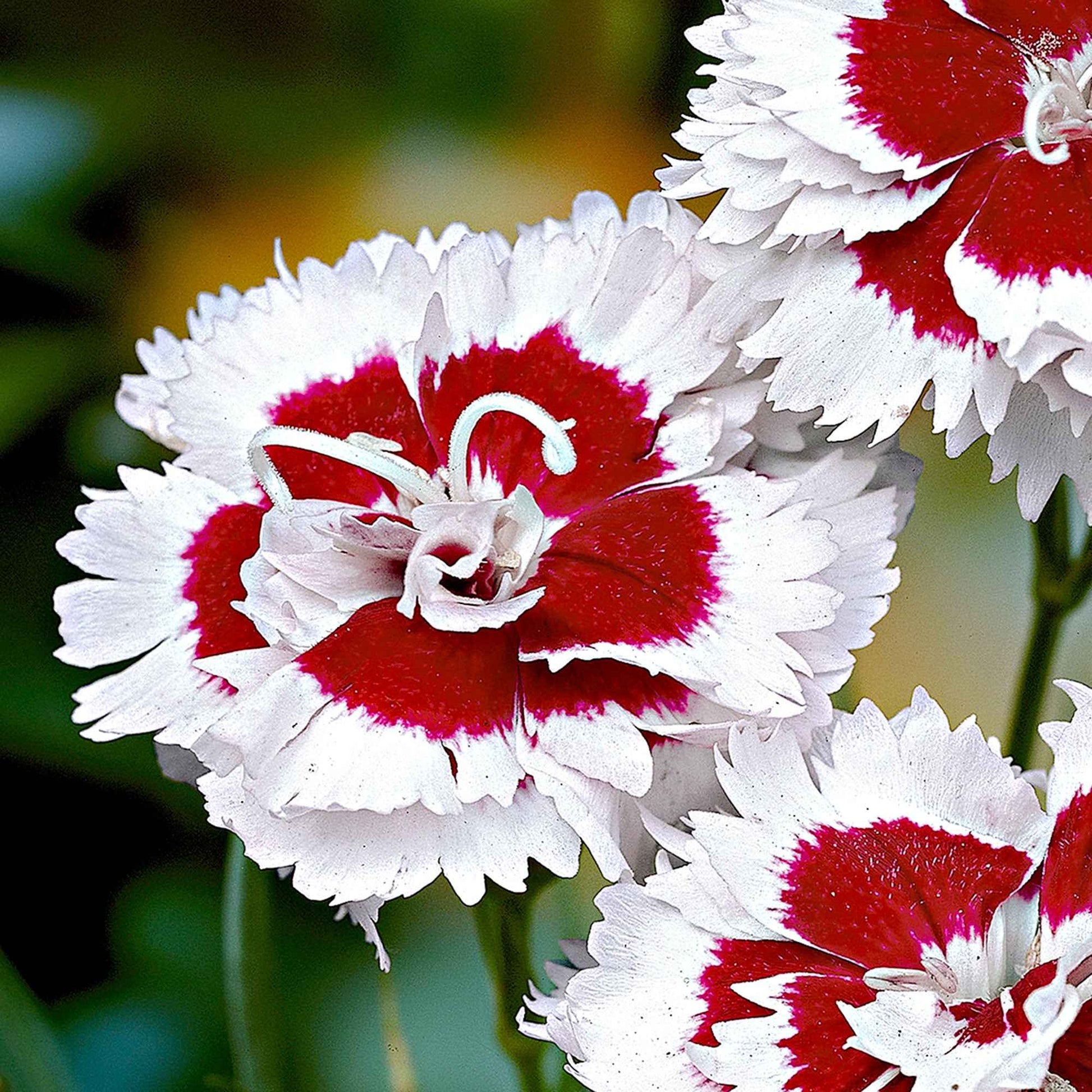 Géranium sanguin Dianthus 'Alice' rouge-blanc - Plantes rustiques