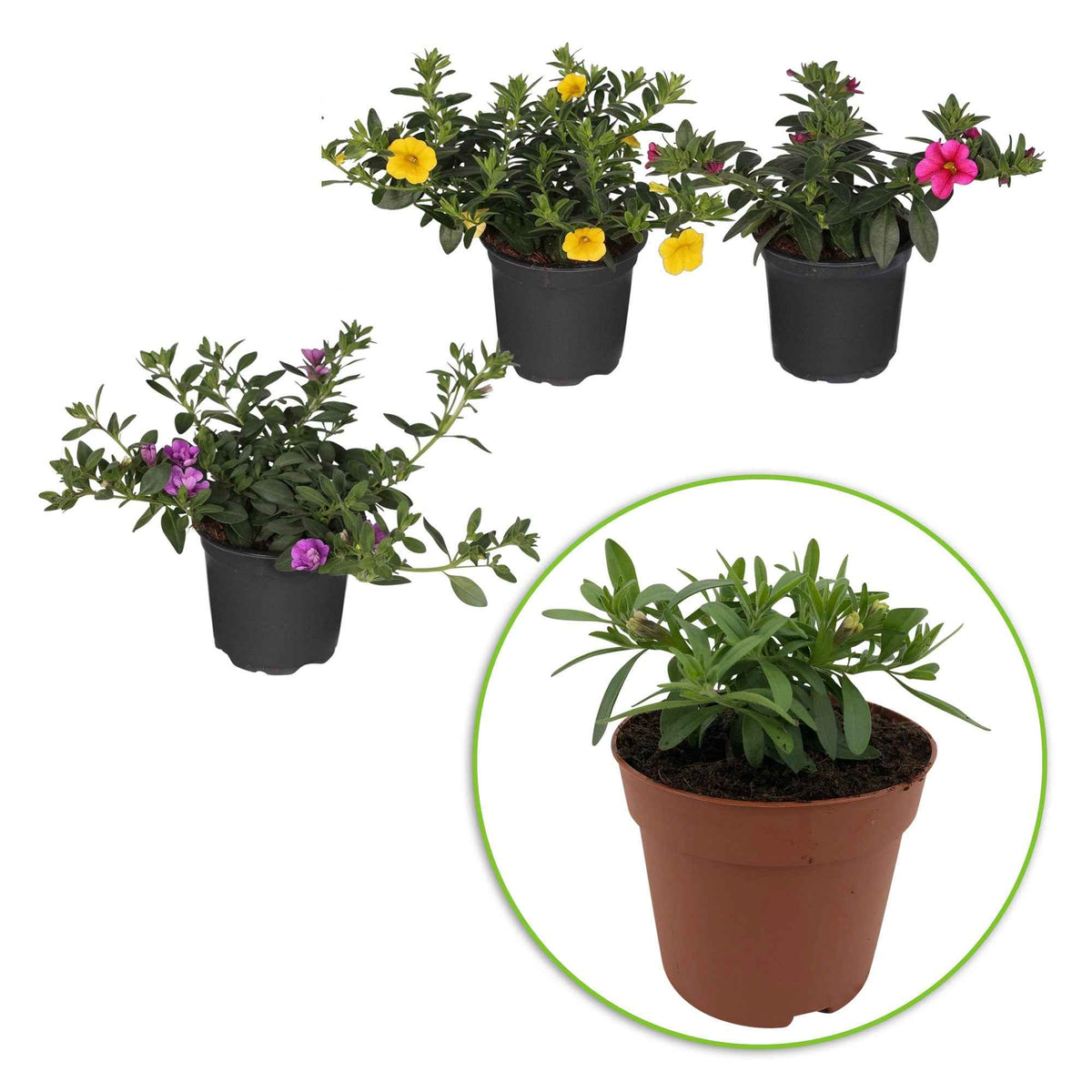 Calibrachoa - 3 Pétunias à clochettes doubles en mélange - Petunia et Calibrachoa