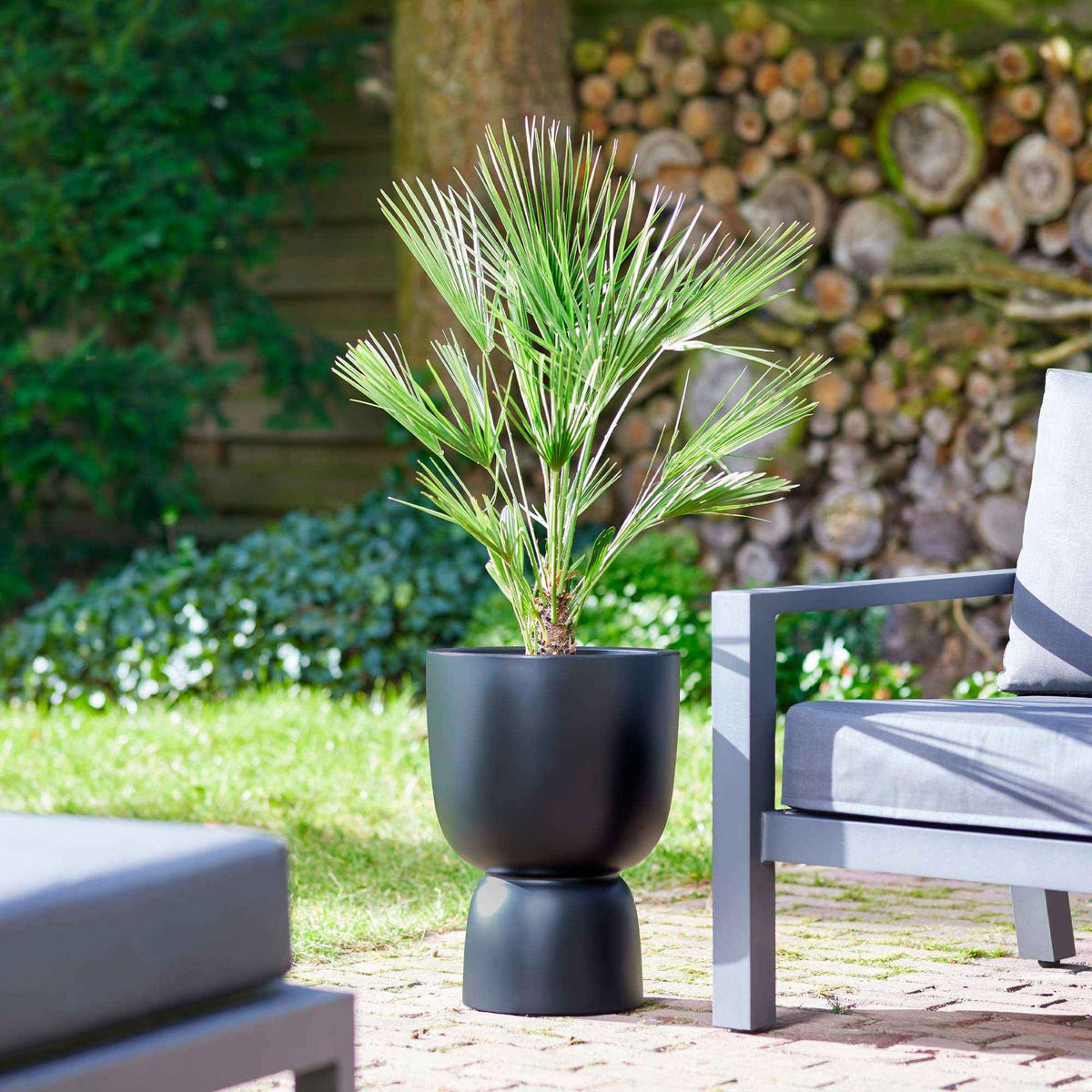 Palmier de Chine - Trachycarpus fortunei - Bakker