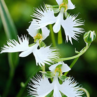 3x Orchidée colombe Habenaria radiata blanc - Bulbes d'été