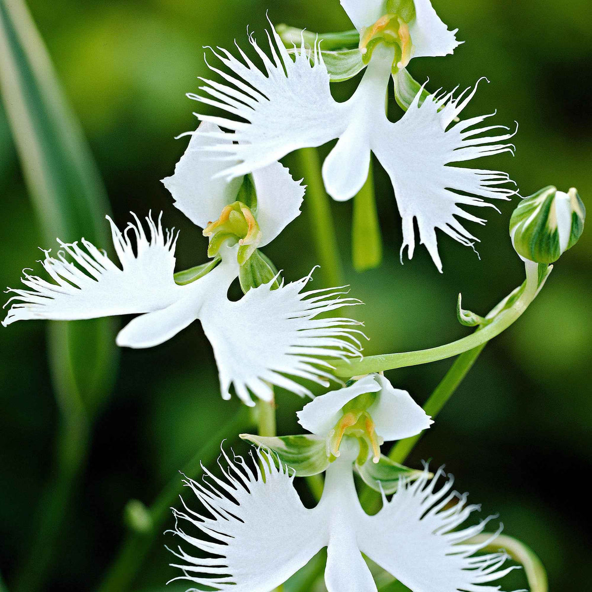 2 Orchidées Colombe - Bakker